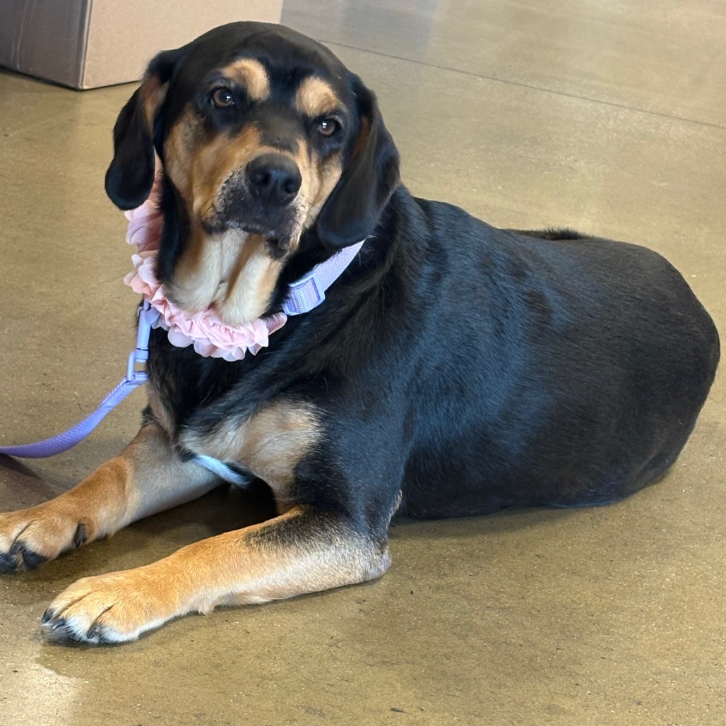 LILA - Beagle available for adoption