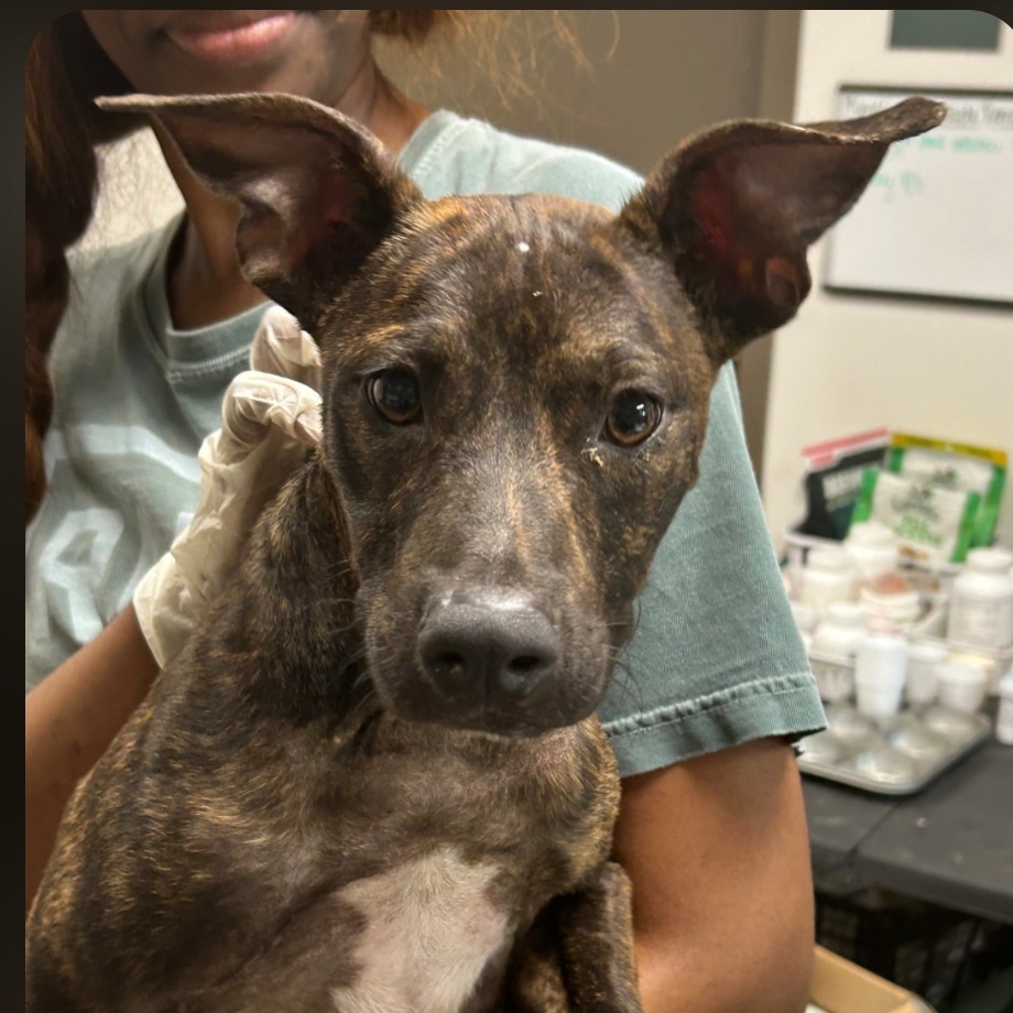CORNDOG - Feist / Mixed Breed (Medium) available for adoption