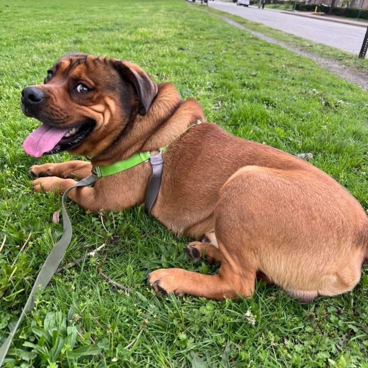 Photo of Koda 7