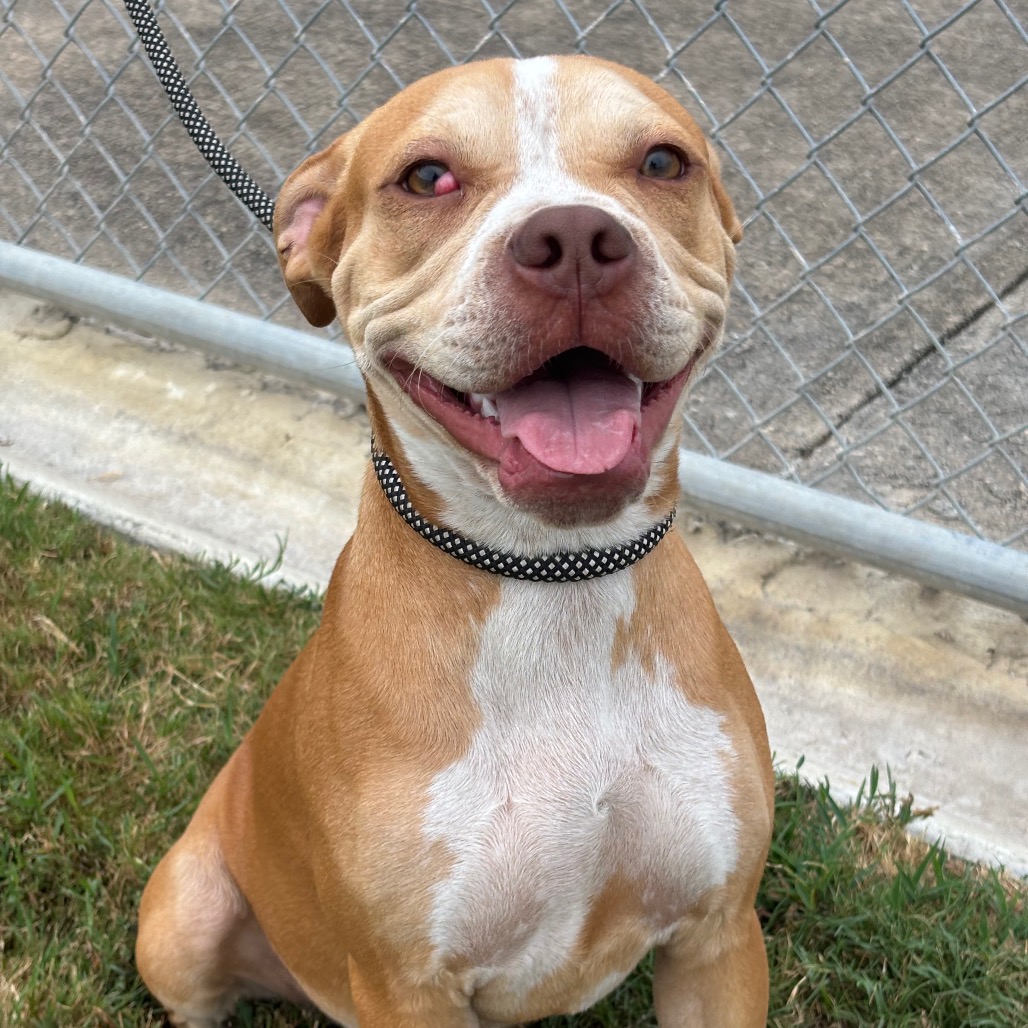 MONA - Boxer / Mixed Breed (Medium) available for adoption