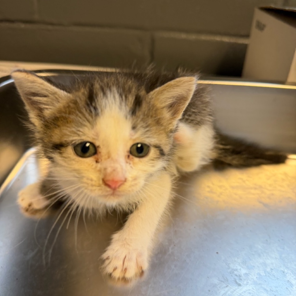 Tusc Stray 84585 2