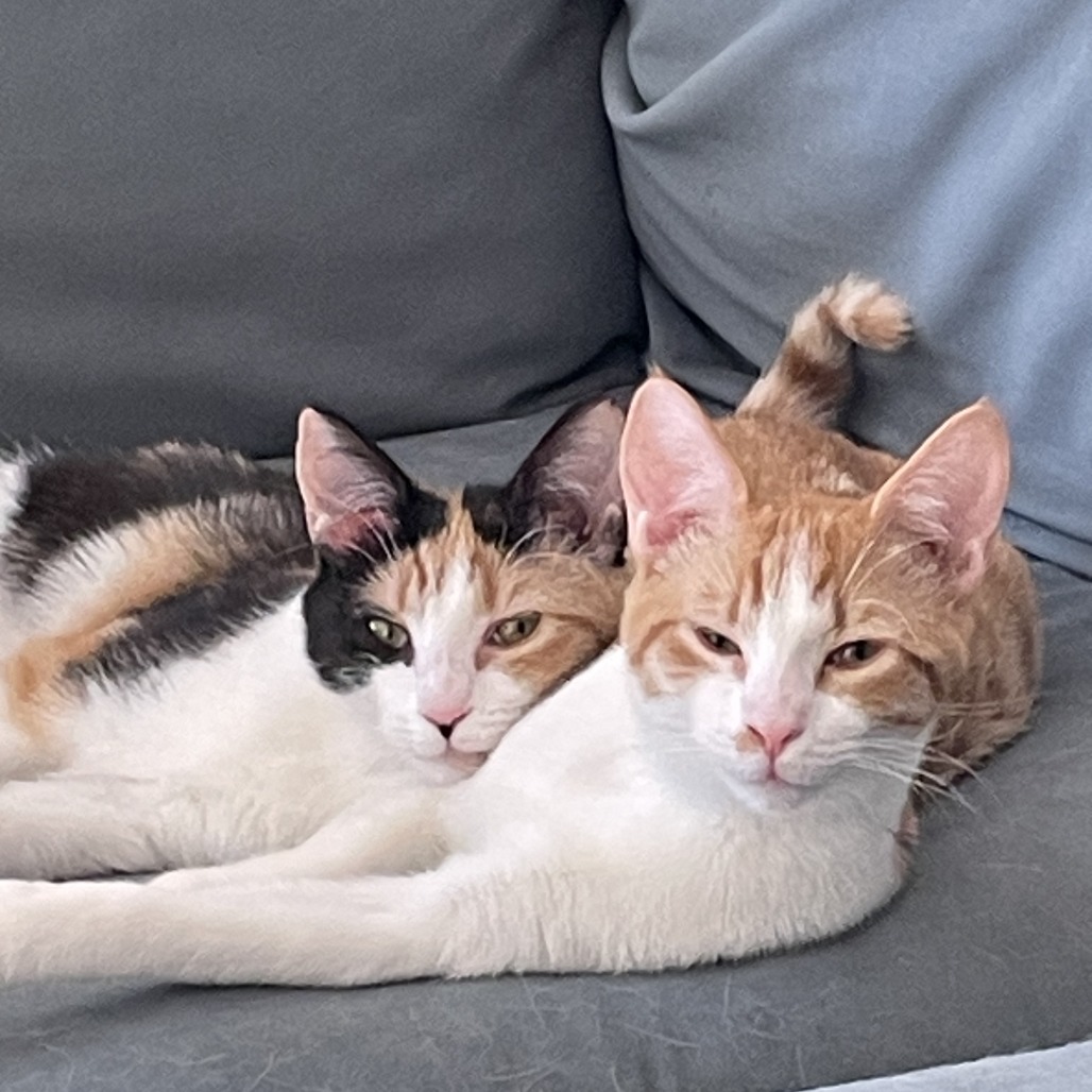 Gaia — thumbnail 3