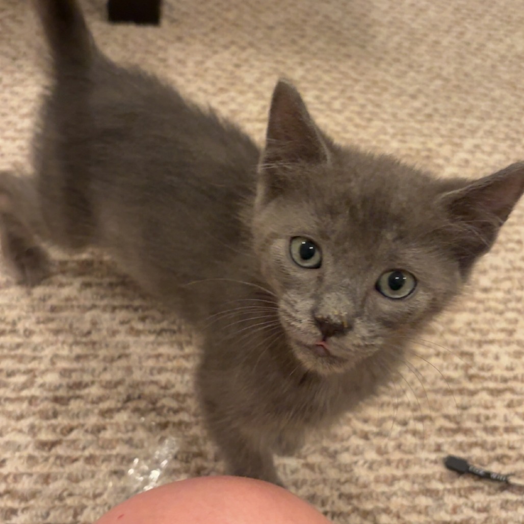 CICADA 4 - Domestic Shorthair available for adoption