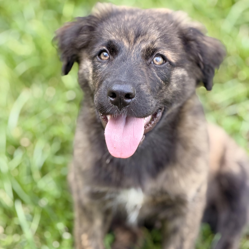 URANO - Shepherd, Australian / Hound, Plott available for adoption
