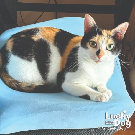 JACQUELINE - Domestic Shorthair available for adoption
