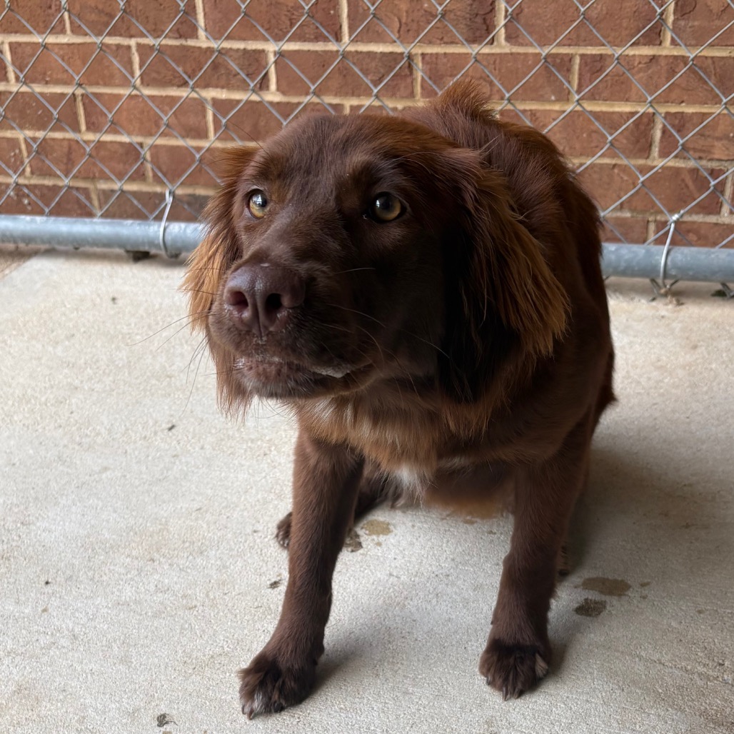 Rolo