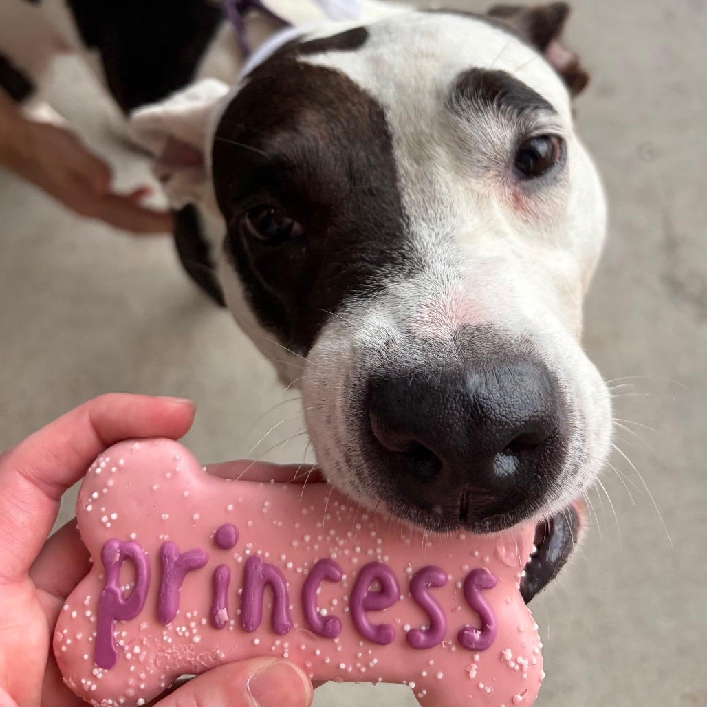 MOON PIE - Terrier / American Pit Bull available for adoption