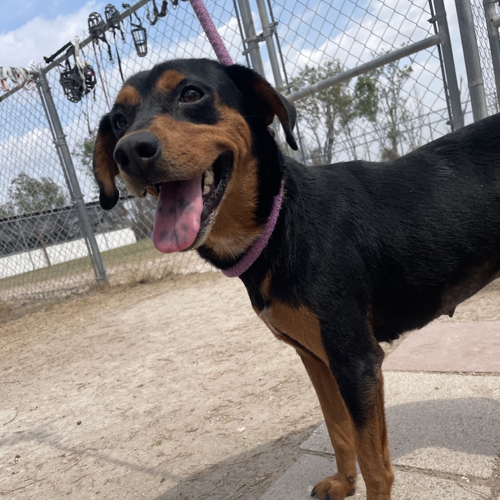 JORDAN - Mixed Breed (Small) available for adoption