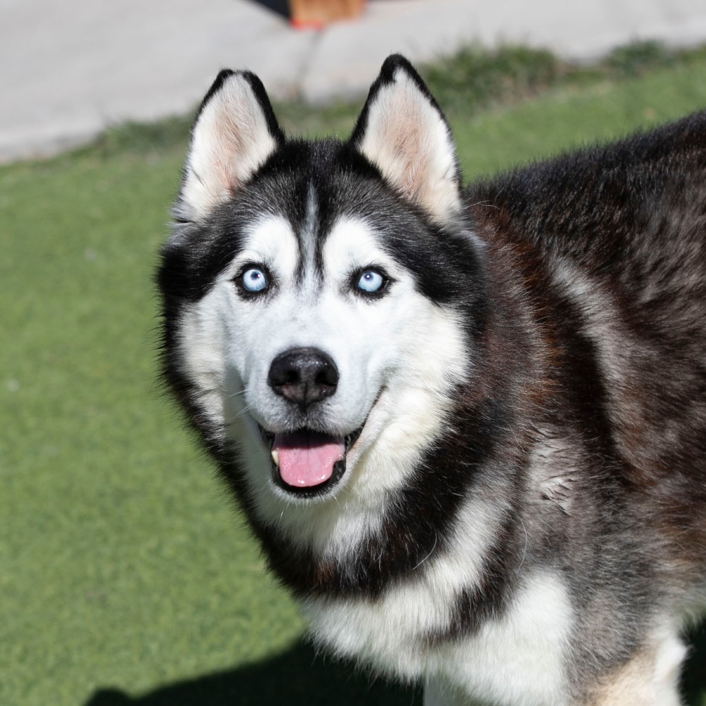 Oliver (F26-09), photo 2