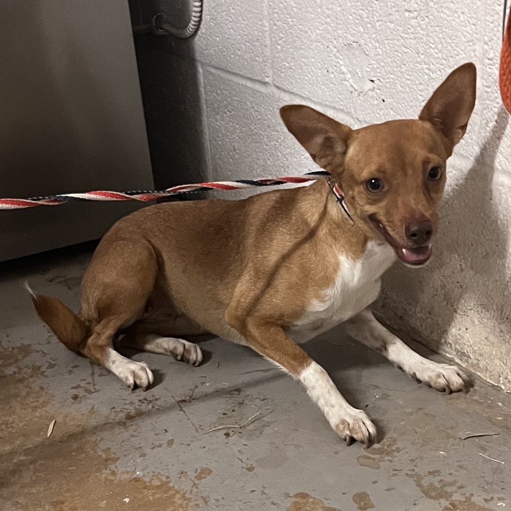 APPLE - Terrier available for adoption