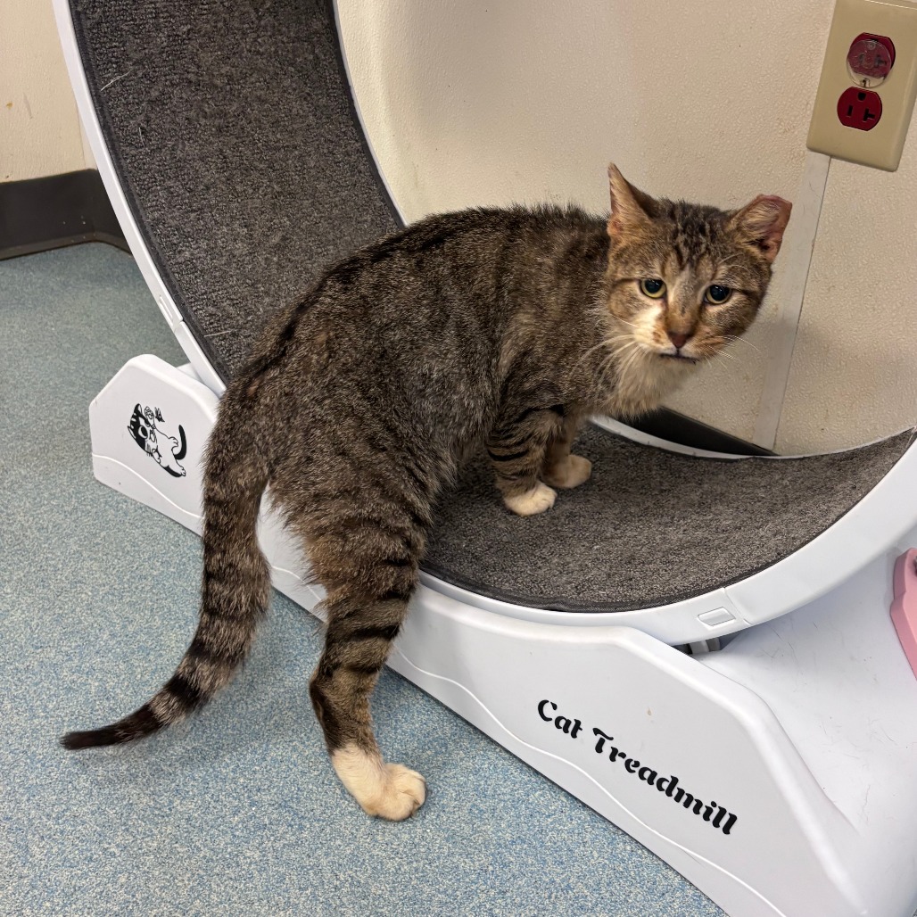 Houston, available for adoption at PVAS