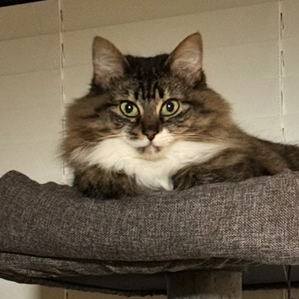 LITTLE KITTY - Domestic Longhair available for adoption