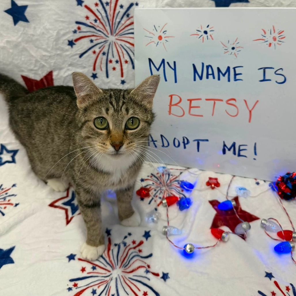 Betsy Ross, an adoptable cat