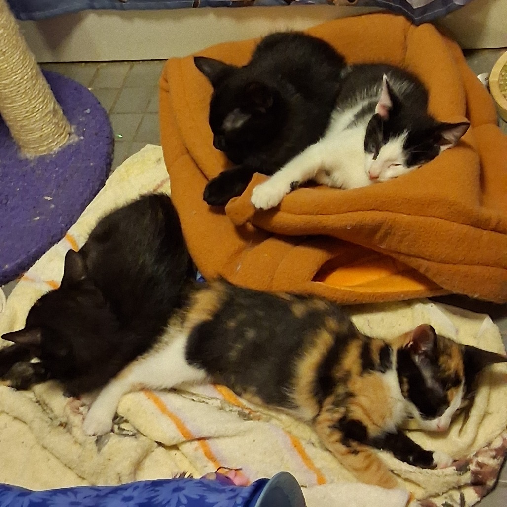 Eclipse & Crescent *Bonded Pair*, photo 6