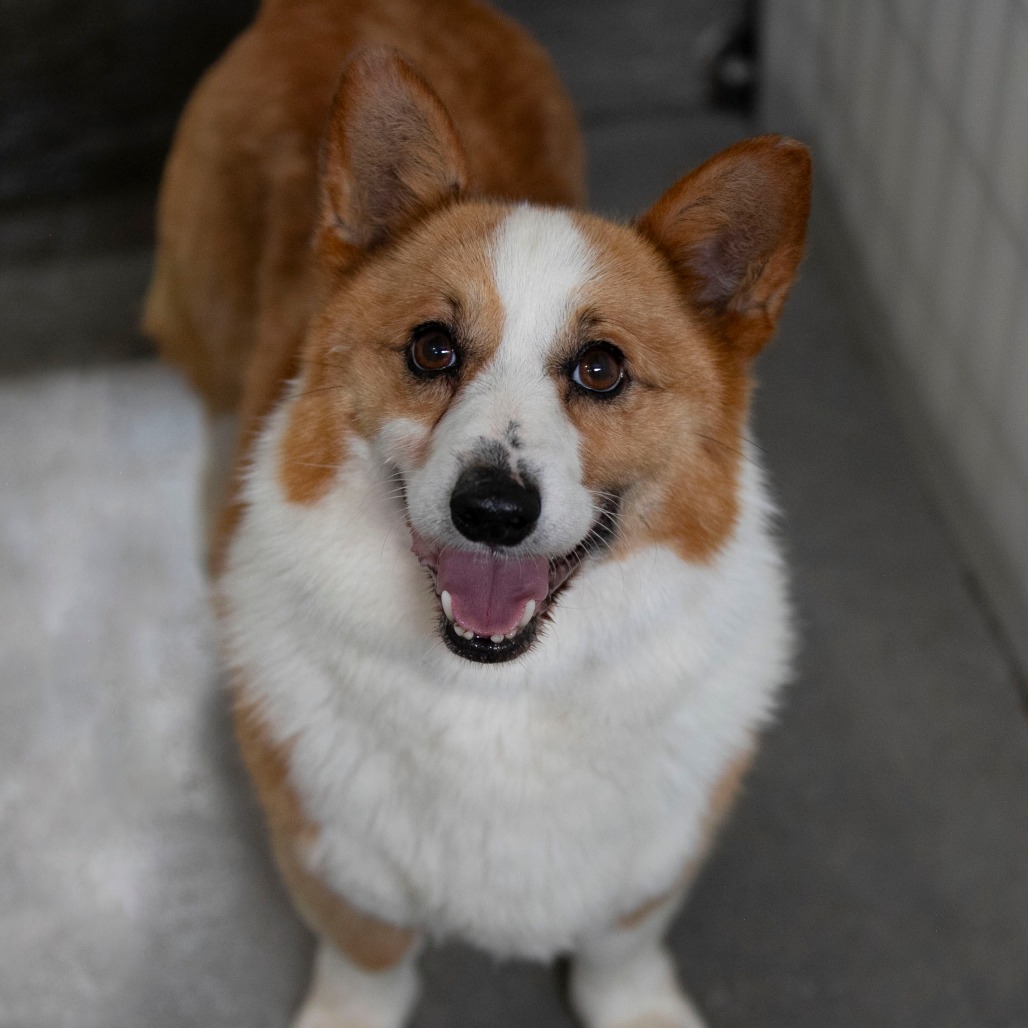 PICKLES (AG26-284) - Corgi / Pembroke Welsh available for adoption