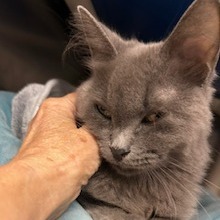 Uma--In Foster***ADOPTION PENDING***, photo 6