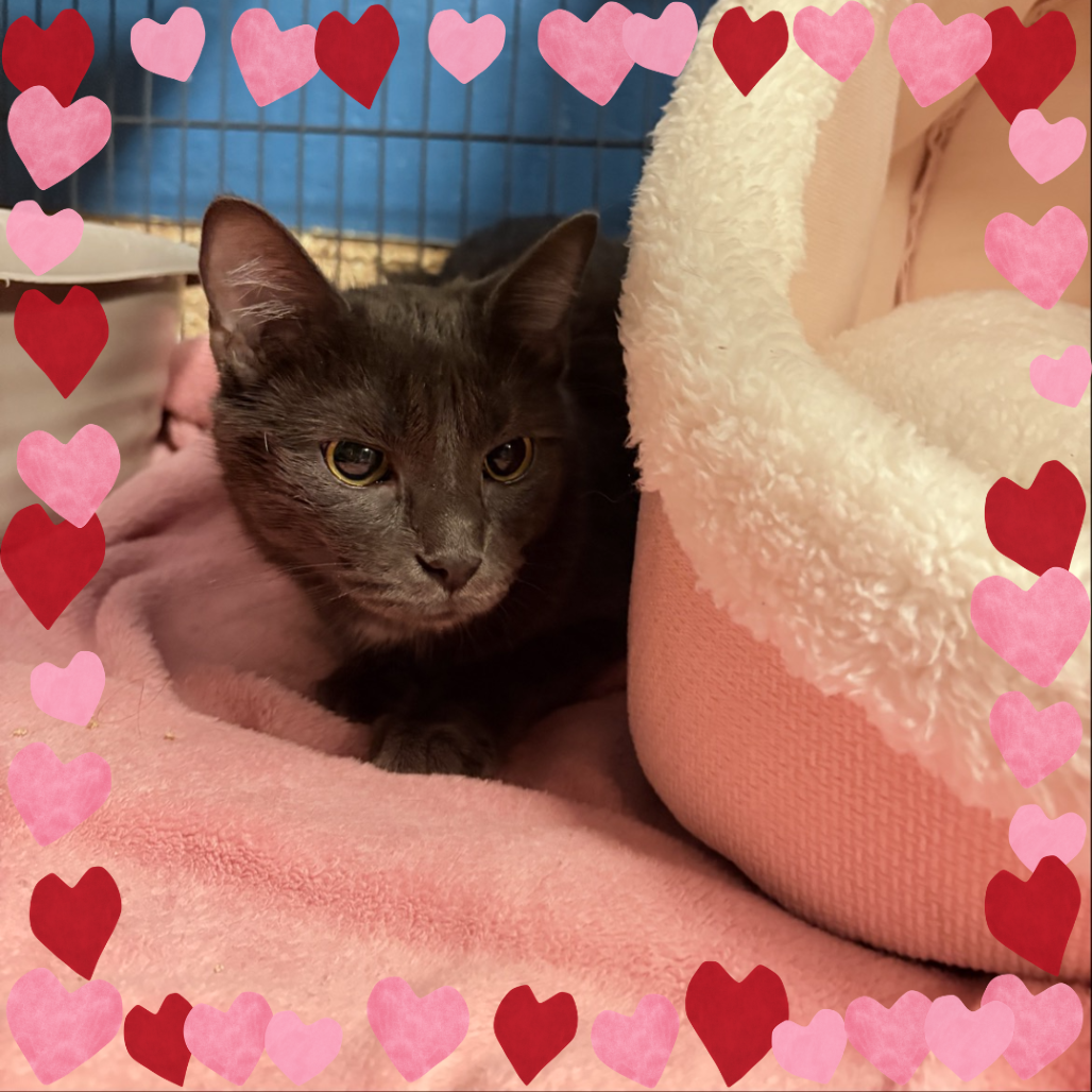 Garnet: Female 28 Domestic Shorthair