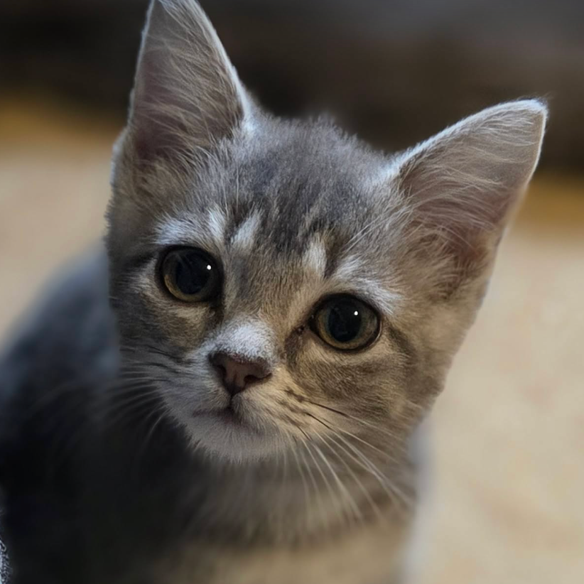 Heather, available for adoption