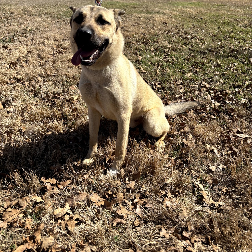 Photo of Colt