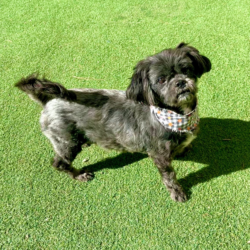 RUSTY - Shih Tzu / Mixed Breed (Small) available for adoption