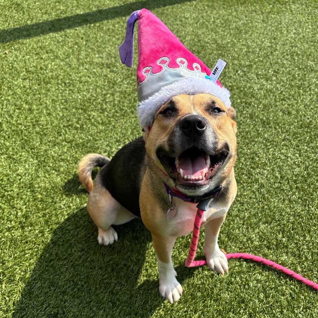 GWEN - Mixed Breed (Medium) available for adoption
