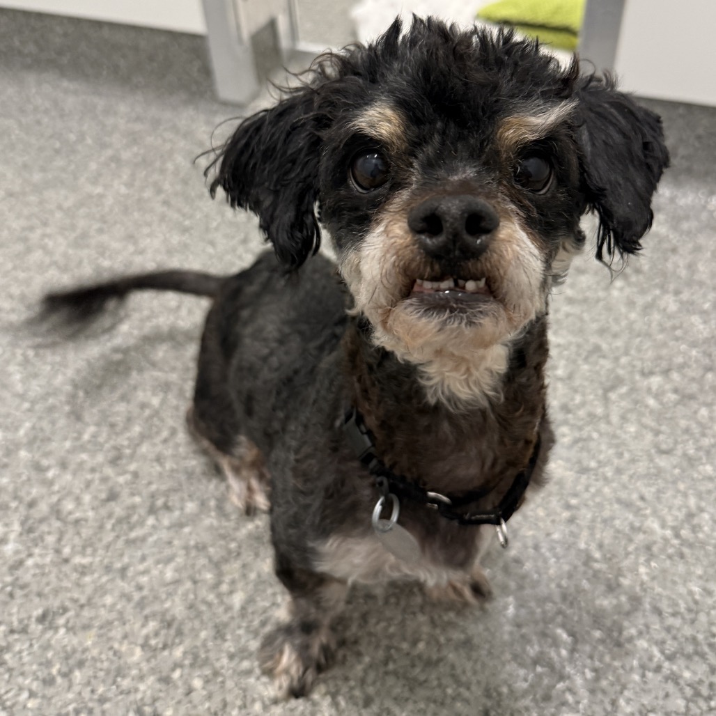 Knox — thumbnail 5