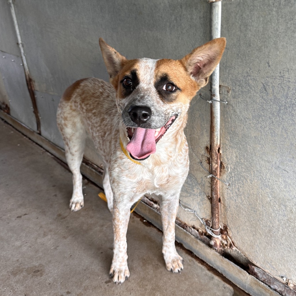 TEAGAN - Cattle Dog / Australian (Red Heeler) available for adoption