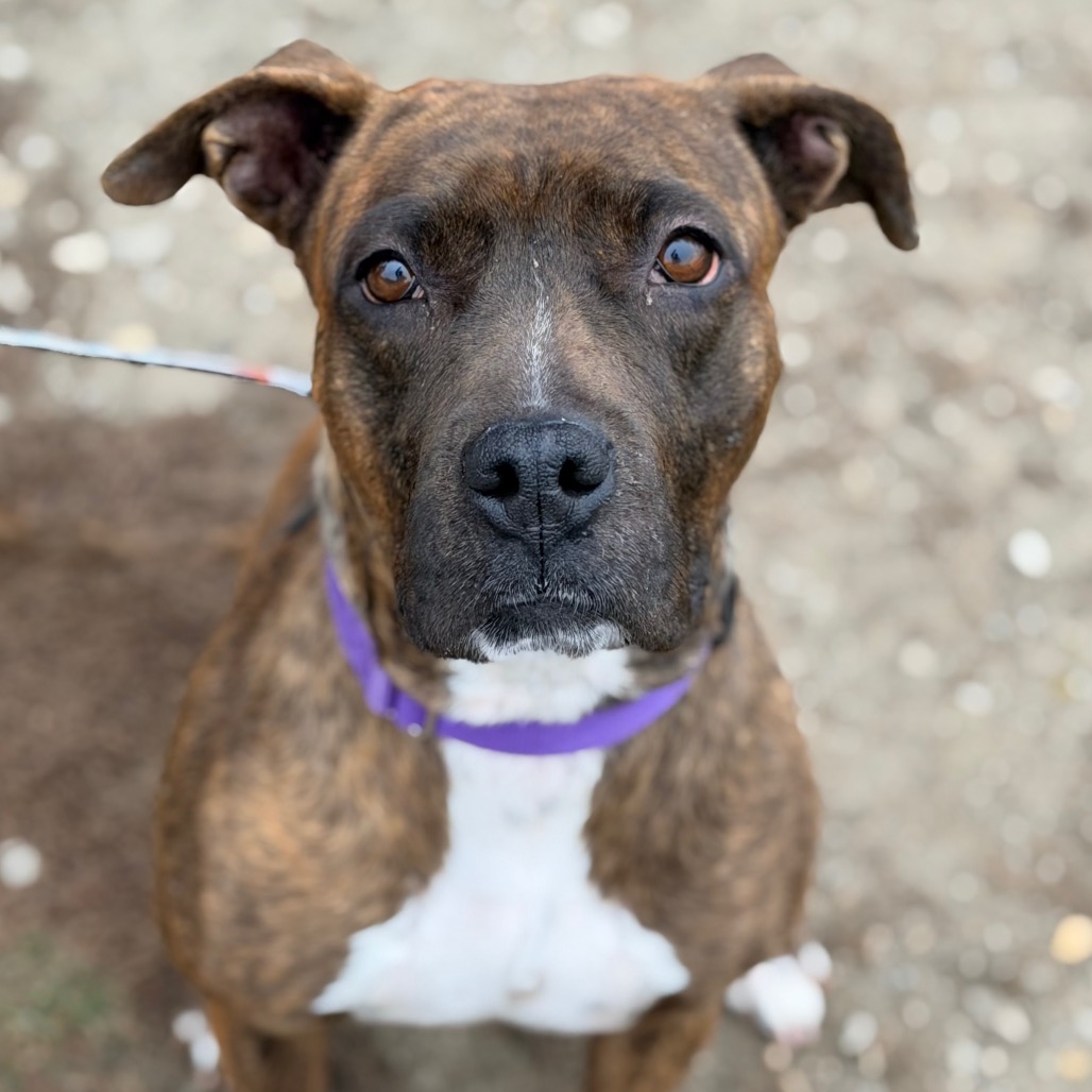 Mango — thumbnail 2