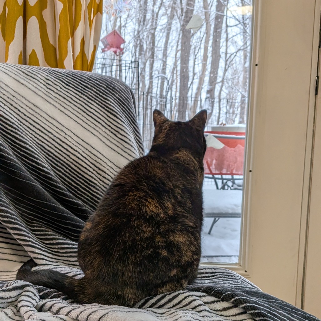 Kitty-In Foster — thumbnail 10