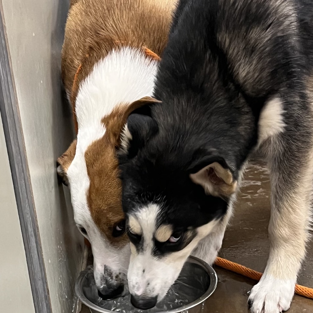 Siberian Husky