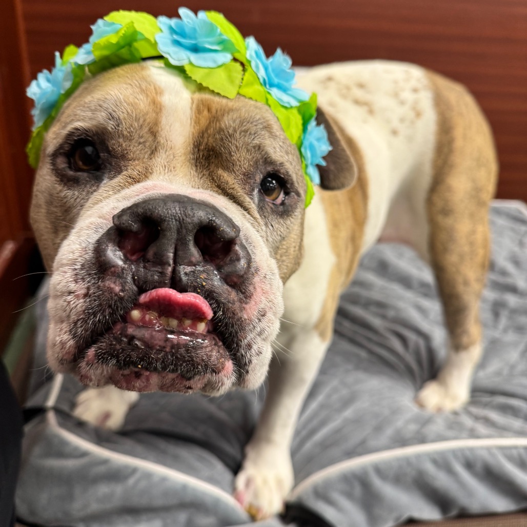 Delilah