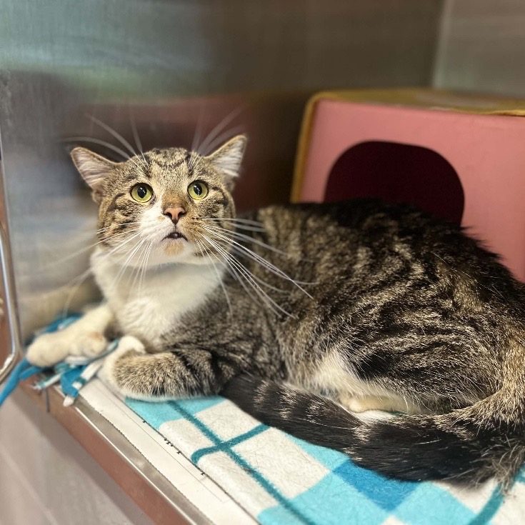 BISCUIT - Domestic Shorthair available for adoption