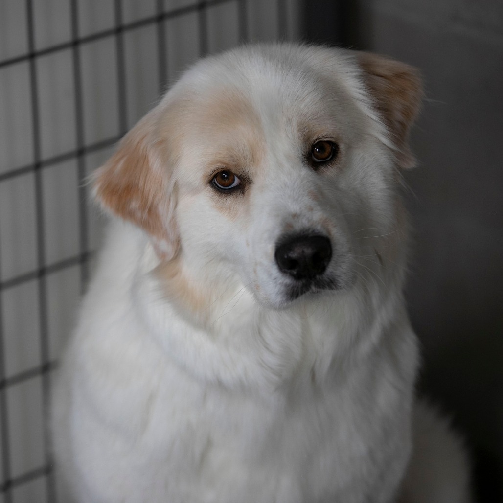 FLUFFY (JN26-03) - Pyrenees, Great / Shepherd, Anatolian for adoption in Colorado Springs