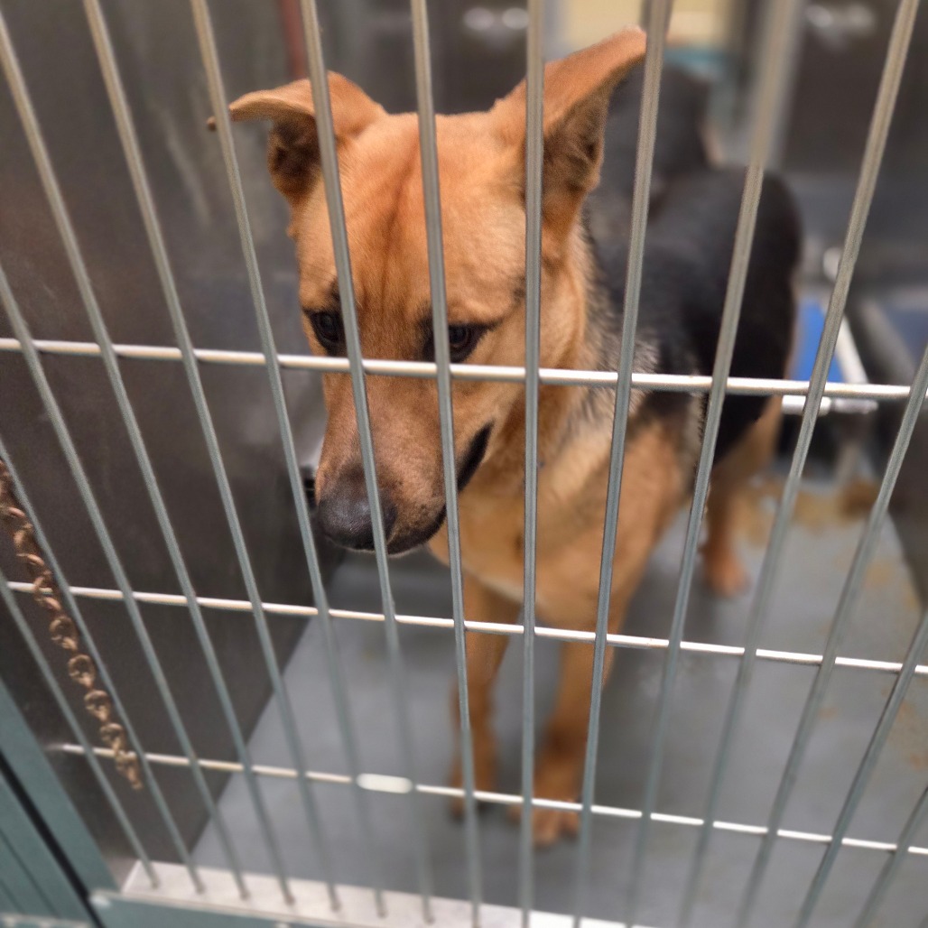 Roky — thumbnail 2