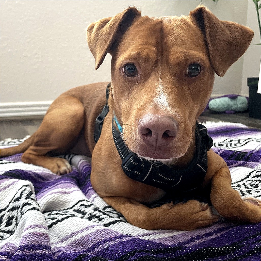GOLDEN - Retriever, Labrador / Mix available for adoption