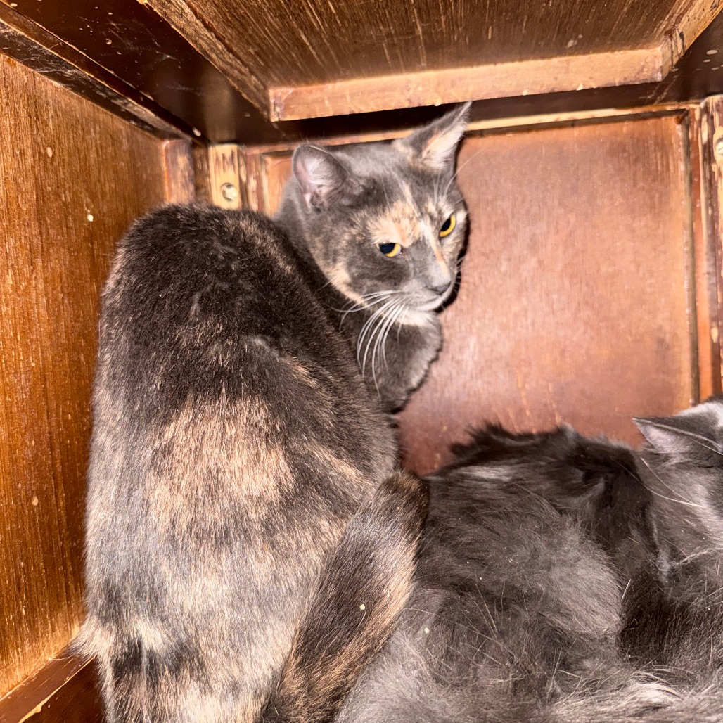 SUNNY - Domestic Shorthair available for adoption
