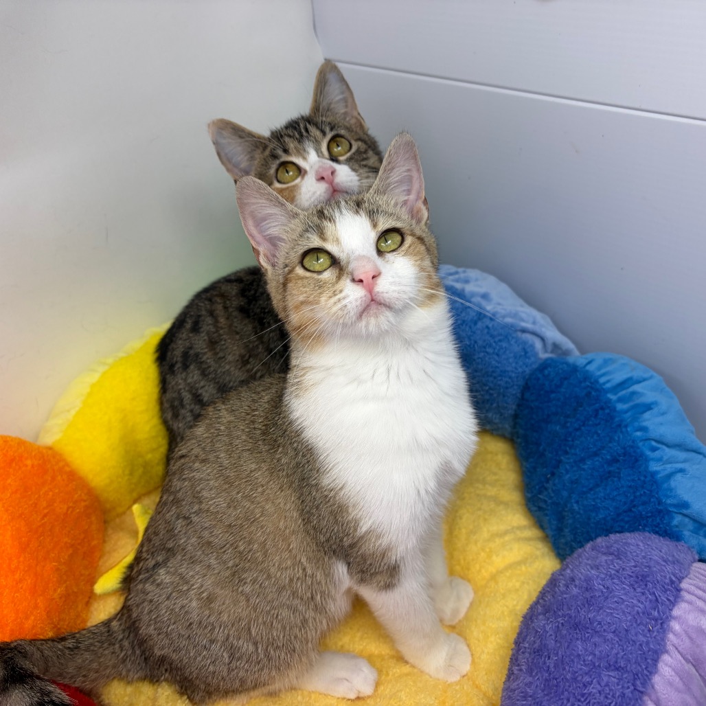 Elsa — thumbnail 3