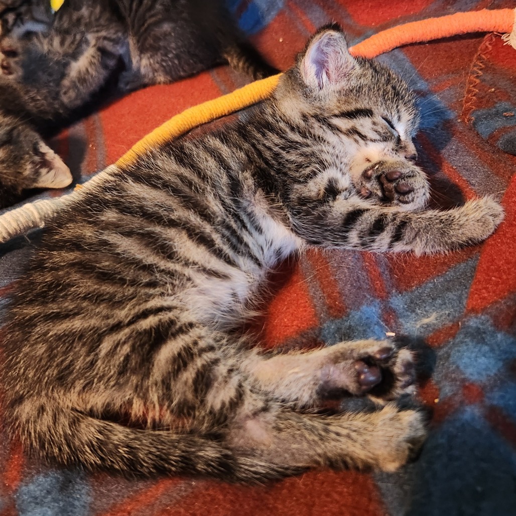 Carl, photo 2