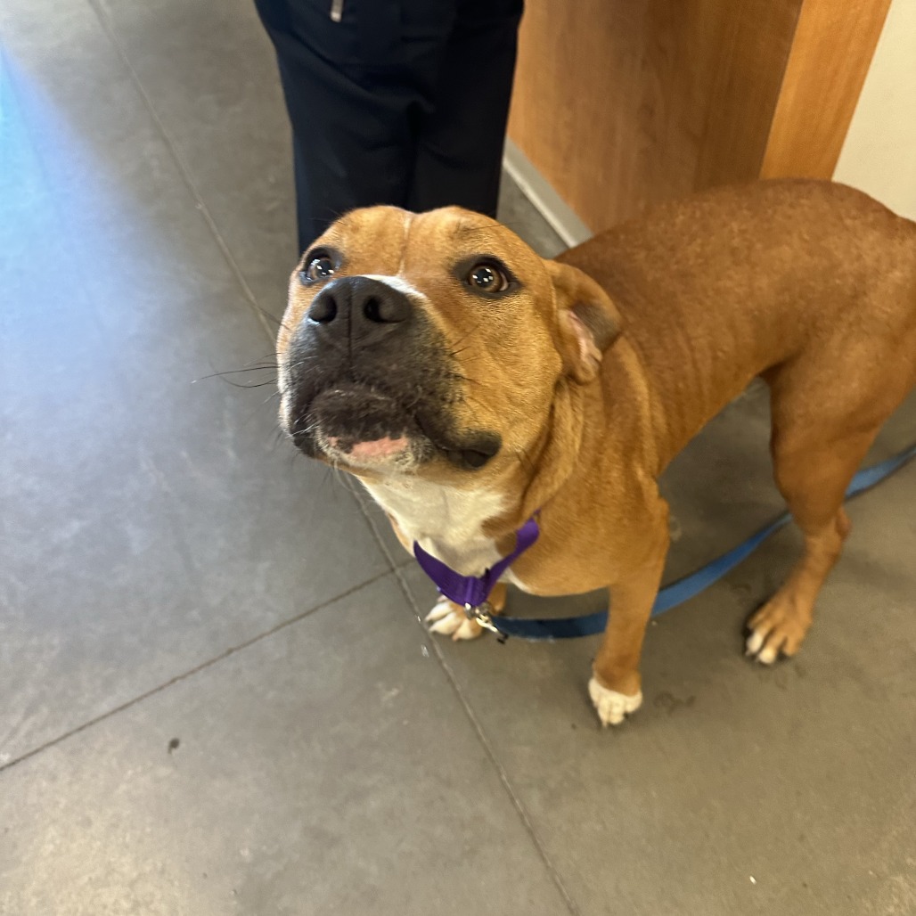 Photo of PGH-Stray-119995_2 8