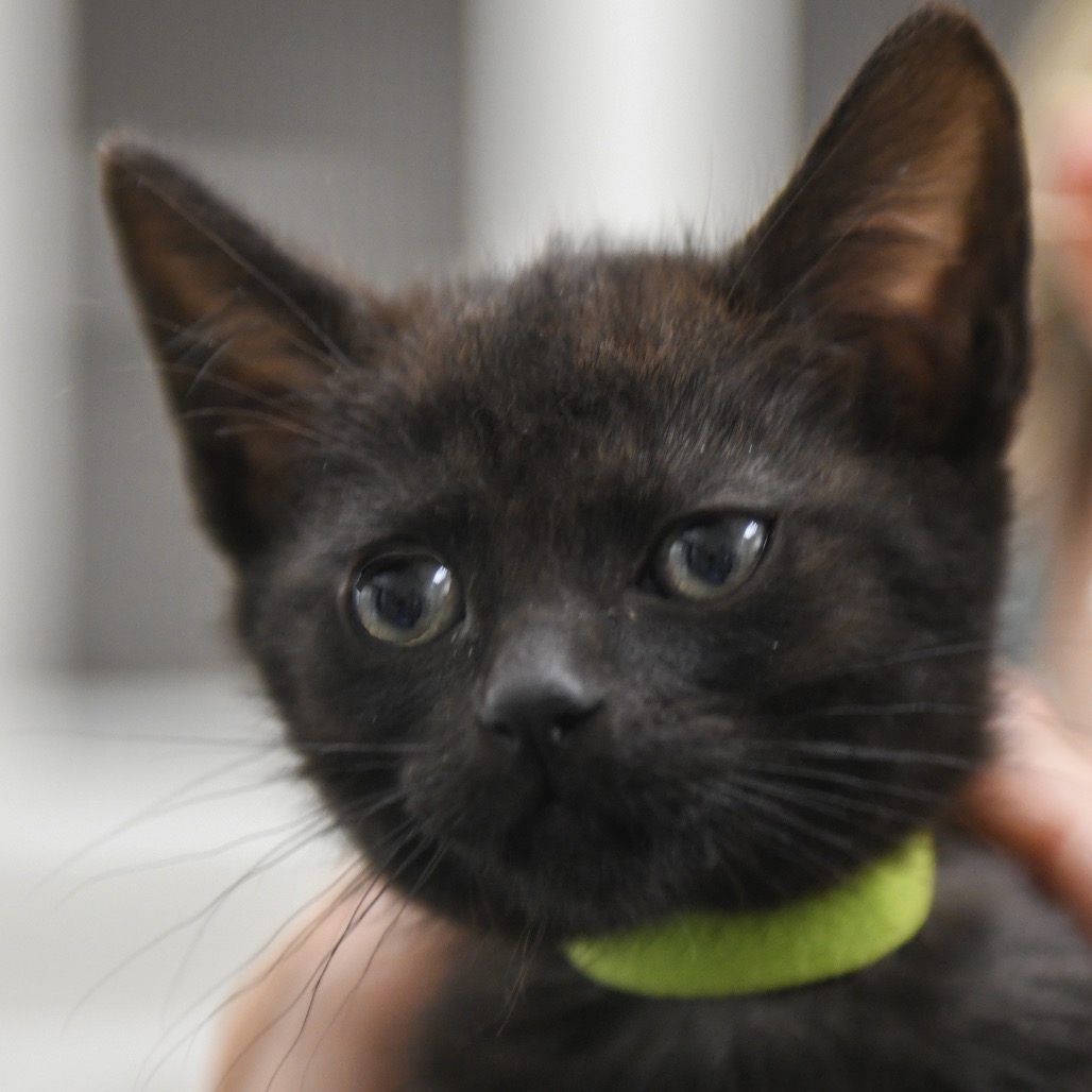 Miso - Domestic Shorthair