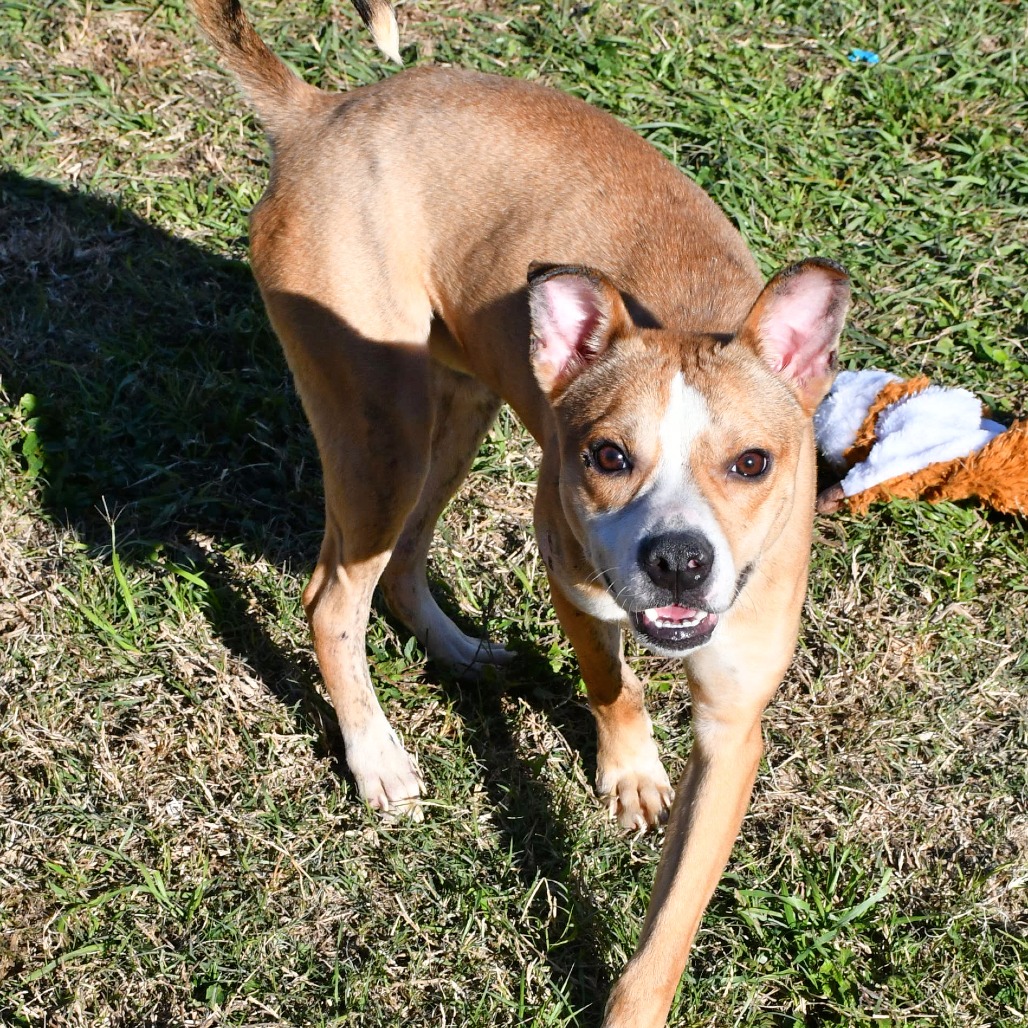 CHEESE STICK - Mountain Cur available for adoption