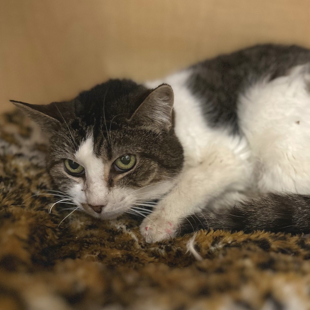KITTY - Domestic Shorthair available for adoption