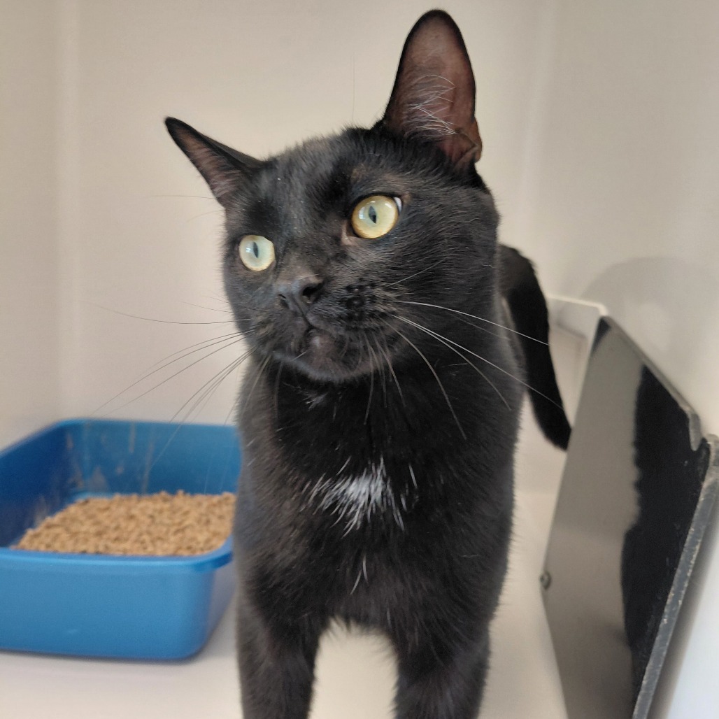 OLAF - Domestic Shorthair available for adoption