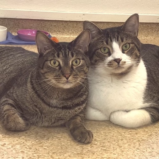 Mario & Luigi, photo 6