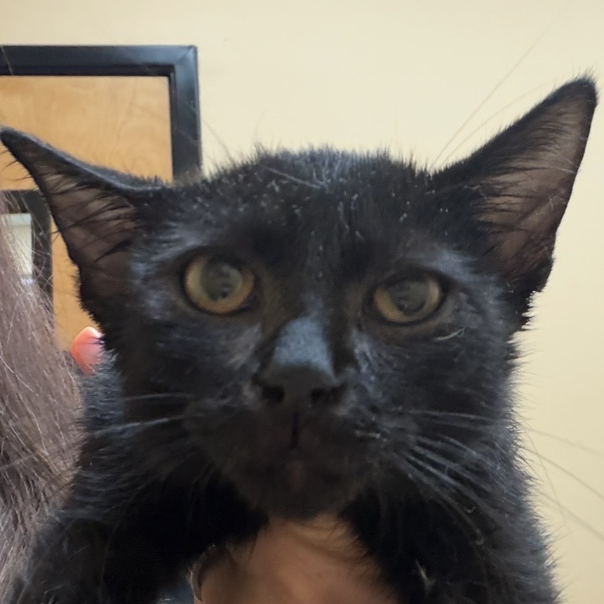 KITTEN 3