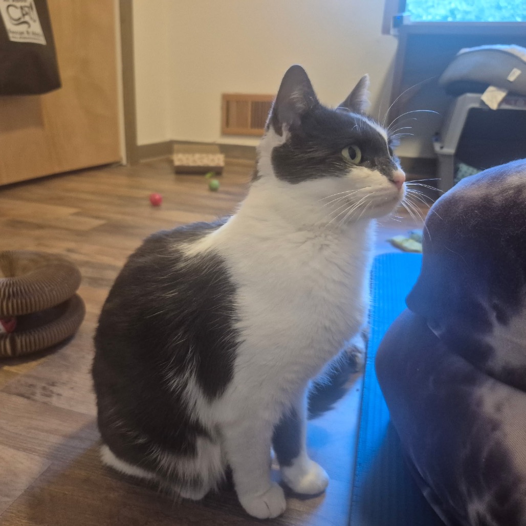 SMIDGEN AKA SWEETIE OR MIDGE - Domestic Shorthair available for adoption