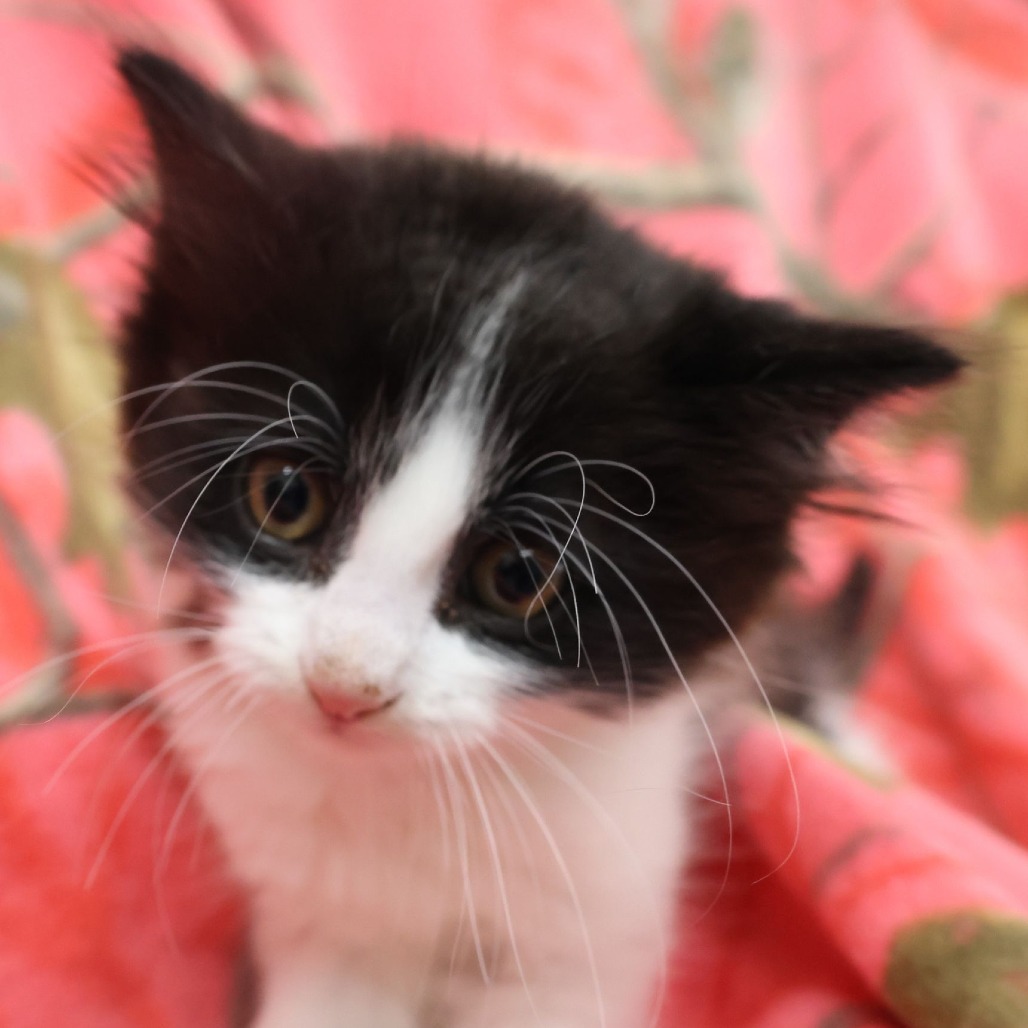 Callie