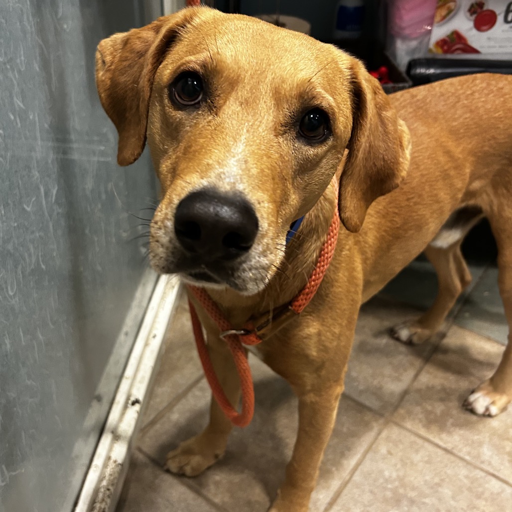 Rigatoni — thumbnail 3