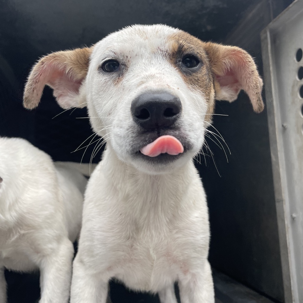 AUDREY - Shepherd available for adoption