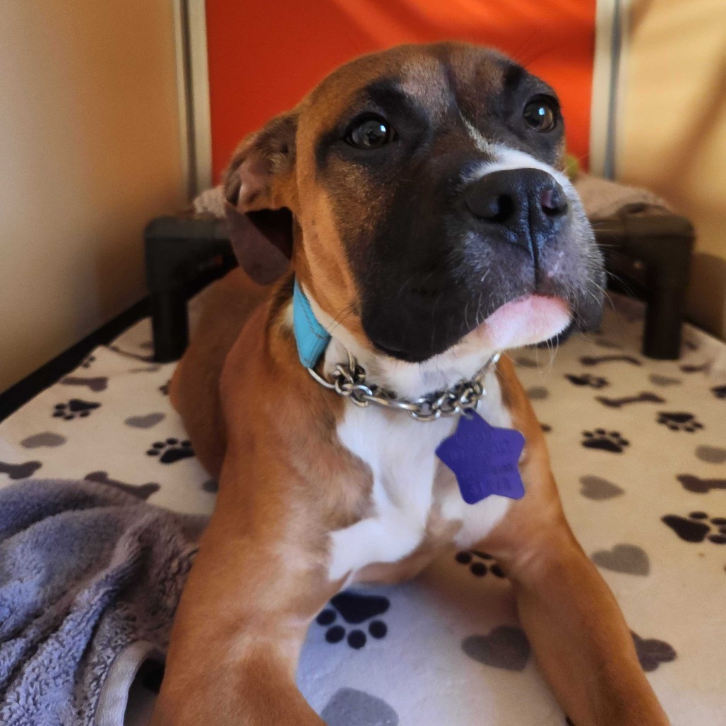 Ember — thumbnail 3